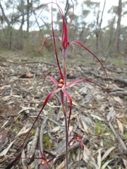 Caladenia filamentosa