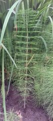 Equisetum telmateia telmateia