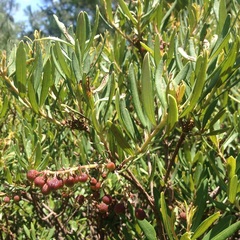 Comarostaphylis polifolia