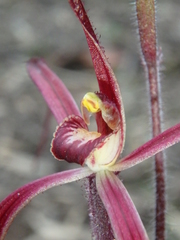 Caladenia filamentosa