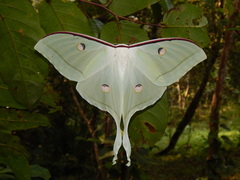 Actias selene