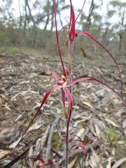 Caladenia filamentosa