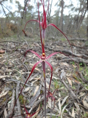 Caladenia filamentosa