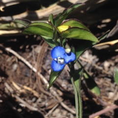 Commelina tuberosa