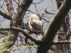 Dacelo novaeguineae novaeguineae