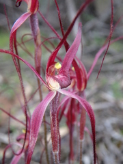 Caladenia filamentosa
