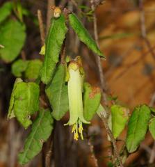 Correa reflexa lobata