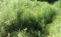 Equisetum telmateia telmateia