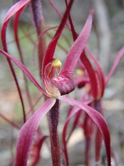 Caladenia filamentosa