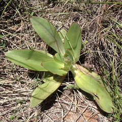 Echeveria rubromarginata