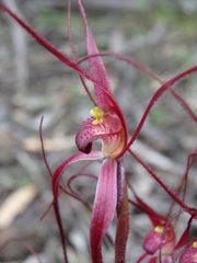 Caladenia filamentosa