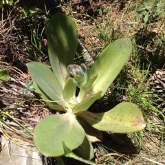 Echeveria rubromarginata