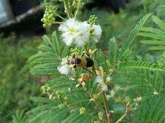 Chauliognathus distinguendus