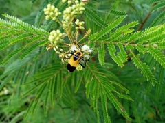 Chauliognathus distinguendus