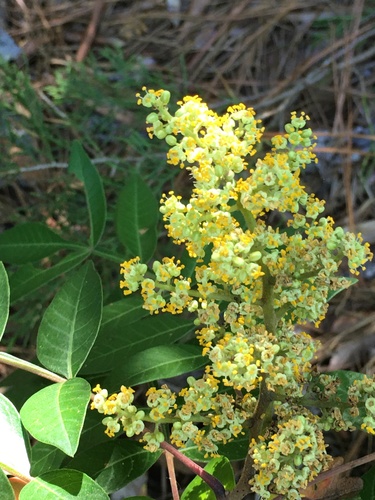 Winged sumac (Rhus copallinum)