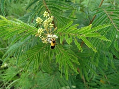 Chauliognathus distinguendus