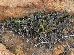 Cheilanthes lasiophylla