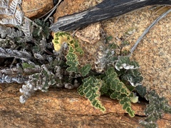 Cheilanthes lasiophylla