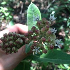 Asclepias otarioides