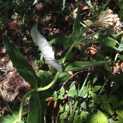 Asclepias otarioides