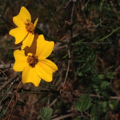 Tagetes linifolia