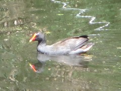 Gallinula tenebrosa tenebrosa