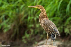 Bare-Throated Tiger-Heron photo 3