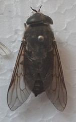Tabanus bovinus
