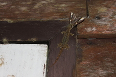 Khlong Lan Dwarf Gecko photo 3