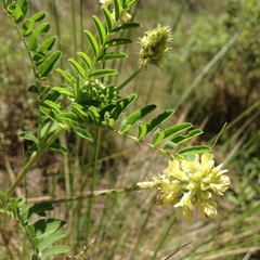 Astragalus strigulosus