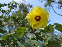 Hibiscus tiliaceus