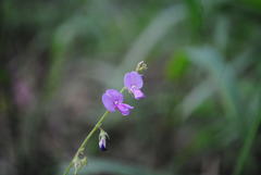 Desmodium rhytidophyllum