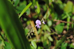 Desmodium rhytidophyllum