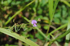 Desmodium rhytidophyllum