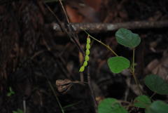 Desmodium rhytidophyllum
