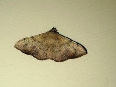 Anticarsia irrorata