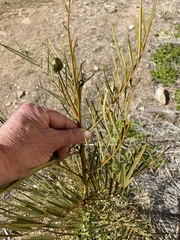 Senna pleurocarpa angustifolia