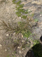 Senna pleurocarpa angustifolia
