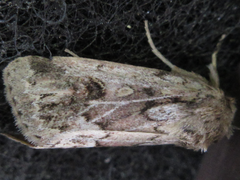 Spodoptera depravata