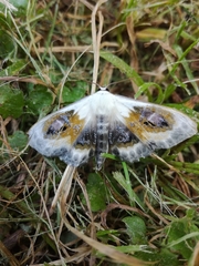 Problepsis phoebearia