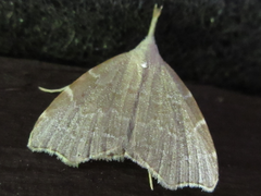 Ectogonia butleri