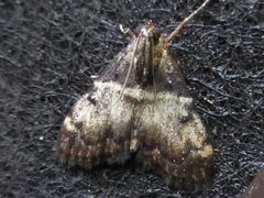 Lepidogma melanobasis