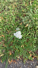 Achillea millefolium