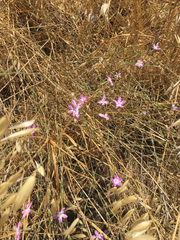 Dianthus strictus