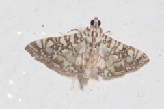 Glyphodes onychinalis