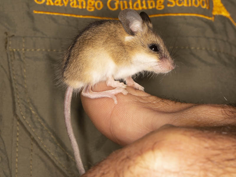 Brant's climbing mouse from Ngamiland East, Botswana on May 15, 2018 at 0607 PM by Grant Reed