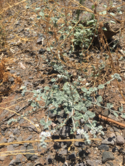 Heliotropium rotundifolium