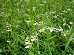 Lobelia chinensis