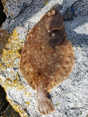 Lepidopsetta bilineata