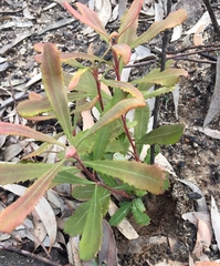 Banksia paludosa